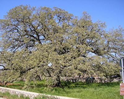 Quercia Vallonea di Tricase