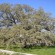 Quercia Vallonea di Tricase