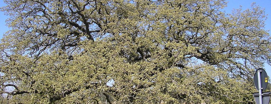 Quercia Vallonea di Tricase