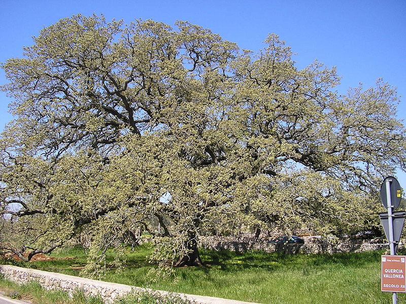 Quercia Vallonea di Tricase